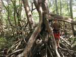 Big mangroves in the preserve - note that this is the Rio Nosara's floodplain at the height of the dry season.