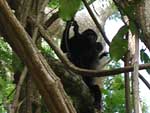 Howler monkeys - mother and child