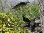 One afternoon a group of turkey vultures landed on a rock near us, including a juvenile (all black at right)