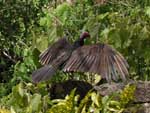 A vulture sunning itself - they're big birds, and they were only maybe 15-20 feet away