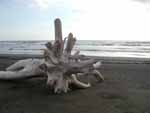 The beach is a sandbar across the moth of Rio Nosara, which at this time of year is barely ankle-deep. Judging by the gigantic trees bleaching in the sun, it must get some pretty impressive floods.