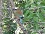 We took a boat ride up the river one morning to see what we could find... this is a Turquoise-browed Motmot, with characteristic long tail feathers. Its nest is the hole in the riverbank visible at bottom right.