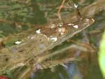 A baby crocodile, about half a meter long