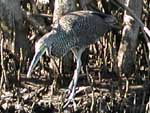 A tiger heron hunting on the river bank