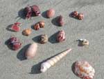 Some shells we picked up along the beach