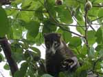 The same coati snacking in a cashew tree by the beach. You can see the capsules containing the cashews on the end of the yellow cashew apples.