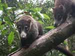 Two young (and curious) coatis descending a tree in the forest.