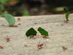 Leaf cutter ants, hard at work in the forest