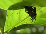 A spider hiding in a curled-up leaf