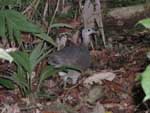 A bird foraging on the forest floor - about the size of a chicken