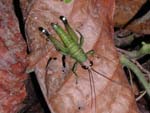 A large, grasshopper-type insect. It looks bald.