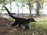 A large coati at the Corcovado ranger station. They're related to raccoons.