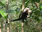 A white-faced capuchin monkey with her baby