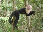 White-faced capuchin monkey relaxing for a moment