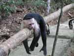 A white-faced capuchin monkey on the railing along the path up to the lodge; the place was crawling with monkeys!