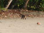 A troupe of capuchin monkeys playing and running along the beach