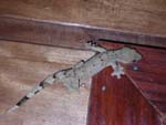 We shared our bungalow with a big gecko