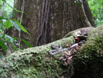 A rainforest hog-nose pit viper (Porthidium nasutum), nestled on a root of a gigantic tree [background] that was at least 30 feet in diameter, with a root system many times that.