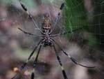 A big spider that had built its web across the path at chest level. We went around!