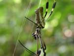 Same spider from another angle. The body is about three inches long.