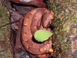 Another hog-nose pit viper, of a different color. I was taking pictures of leaf cutter ants on a tree root across the path and didn't see the snake until I was a few inches away from it. Scary. Note the ants - one is carrying a big piece of leaf right across the snake.