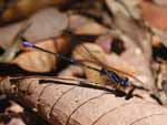 A bright blue damselfly in a rare shaft of sunlight on the forest floor