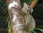 A big (2 foot?) basilisk lizard in a tree next to the dining room. These are the lizards that can run across the water surface when they want to.