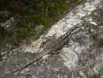 A very well-camouflaged lizard on a mossy rock along the Rio Claro