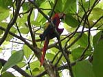 A scarlet macaw - they're numerous, beautiful, and very noisy